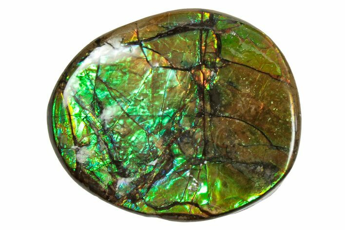 Flashy Ammolite (Fossil Ammonite Shell) - Greens & Yellows #357608
